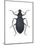 Darkling Beetle (Alobates Pennsylvanica), Insects-Encyclopaedia Britannica-Mounted Poster