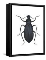 Darkling Beetle (Alobates Pennsylvanica), Insects-Encyclopaedia Britannica-Framed Stretched Canvas