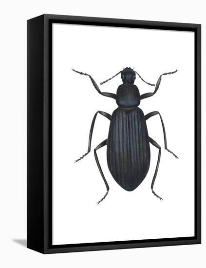 Darkling Beetle (Alobates Pennsylvanica), Insects-Encyclopaedia Britannica-Framed Stretched Canvas