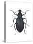 Darkling Beetle (Alobates Pennsylvanica), Insects-Encyclopaedia Britannica-Stretched Canvas