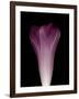 Darkness E1 - Purple Morning Glory Opening-Doris Mitsch-Framed Photographic Print