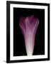 Darkness E1 - Purple Morning Glory Opening-Doris Mitsch-Framed Photographic Print