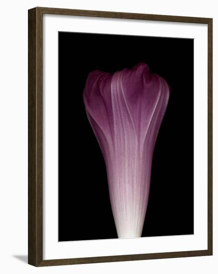 Darkness E1 - Purple Morning Glory Opening-Doris Mitsch-Framed Photographic Print