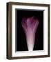 Darkness E1 - Purple Morning Glory Opening-Doris Mitsch-Framed Photographic Print