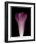 Darkness E1 - Purple Morning Glory Opening-Doris Mitsch-Framed Photographic Print