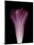 Darkness E1 - Purple Morning Glory Opening-Doris Mitsch-Mounted Photographic Print