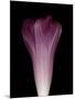 Darkness E1 - Purple Morning Glory Opening-Doris Mitsch-Mounted Photographic Print