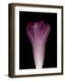 Darkness E1 - Purple Morning Glory Opening-Doris Mitsch-Framed Photographic Print