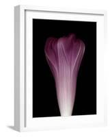 Darkness E1 - Purple Morning Glory Opening-Doris Mitsch-Framed Photographic Print