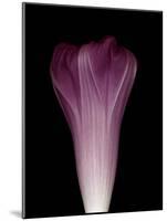 Darkness E1 - Purple Morning Glory Opening-Doris Mitsch-Mounted Photographic Print