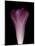 Darkness E1 - Purple Morning Glory Opening-Doris Mitsch-Mounted Photographic Print