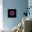 Darkness E3 - Purple Morning Glory Bud-Doris Mitsch-Framed Stretched Canvas displayed on a wall