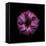 Darkness E3 - Purple Morning Glory Bud-Doris Mitsch-Framed Stretched Canvas