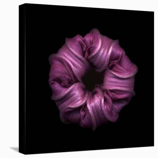 Darkness E3 - Purple Morning Glory Bud-Doris Mitsch-Stretched Canvas