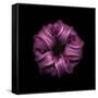 Darkness E3 - Purple Morning Glory Bud-Doris Mitsch-Framed Stretched Canvas