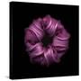 Darkness E3 - Purple Morning Glory Bud-Doris Mitsch-Stretched Canvas