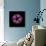 Darkness E3 - Purple Morning Glory Bud-Doris Mitsch-Photographic Print displayed on a wall