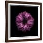 Darkness E3 - Purple Morning Glory Bud-Doris Mitsch-Framed Photographic Print