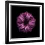 Darkness E3 - Purple Morning Glory Bud-Doris Mitsch-Framed Photographic Print