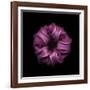 Darkness E3 - Purple Morning Glory Bud-Doris Mitsch-Framed Photographic Print