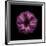 Darkness E3 - Purple Morning Glory Bud-Doris Mitsch-Framed Premium Photographic Print