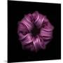 Darkness E3 - Purple Morning Glory Bud-Doris Mitsch-Mounted Premium Photographic Print