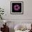 Darkness E3 - Purple Morning Glory Bud-Doris Mitsch-Framed Photographic Print displayed on a wall