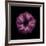 Darkness E3 - Purple Morning Glory Bud-Doris Mitsch-Framed Photographic Print