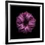 Darkness E3 - Purple Morning Glory Bud-Doris Mitsch-Framed Photographic Print