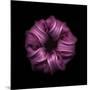 Darkness E3 - Purple Morning Glory Bud-Doris Mitsch-Mounted Photographic Print