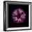 Darkness E3 - Purple Morning Glory Bud-Doris Mitsch-Framed Photographic Print