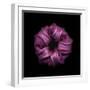 Darkness E3 - Purple Morning Glory Bud-Doris Mitsch-Framed Photographic Print