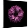 Darkness E3 - Purple Morning Glory Bud-Doris Mitsch-Mounted Photographic Print