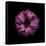 Darkness E3 - Purple Morning Glory Bud-Doris Mitsch-Framed Stretched Canvas