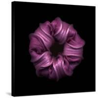 Darkness E3 - Purple Morning Glory Bud-Doris Mitsch-Stretched Canvas