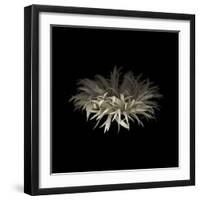 Darkness G5: Gerbera Daisy-Doris Mitsch-Framed Premium Photographic Print