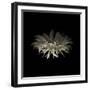 Darkness G5: Gerbera Daisy-Doris Mitsch-Framed Premium Photographic Print