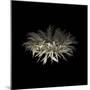 Darkness G5: Gerbera Daisy-Doris Mitsch-Mounted Premium Photographic Print