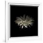 Darkness G5: Gerbera Daisy-Doris Mitsch-Framed Photographic Print