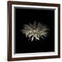 Darkness G5: Gerbera Daisy-Doris Mitsch-Framed Photographic Print