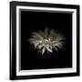 Darkness G5: Gerbera Daisy-Doris Mitsch-Framed Photographic Print