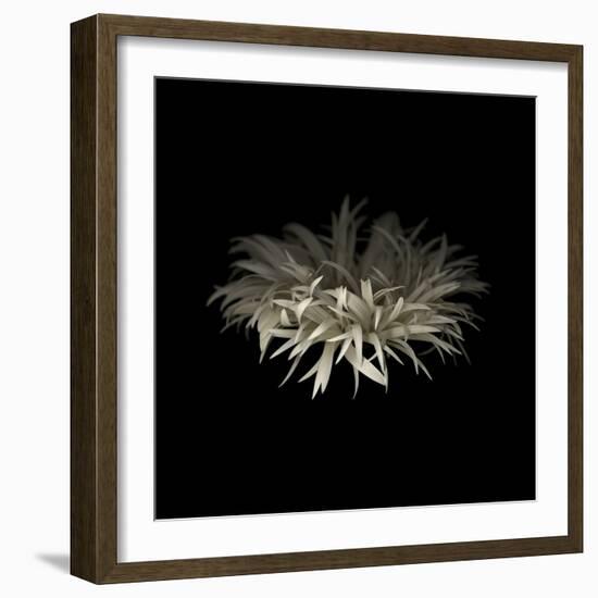 Darkness G5: Gerbera Daisy-Doris Mitsch-Framed Photographic Print