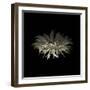 Darkness G5: Gerbera Daisy-Doris Mitsch-Framed Photographic Print