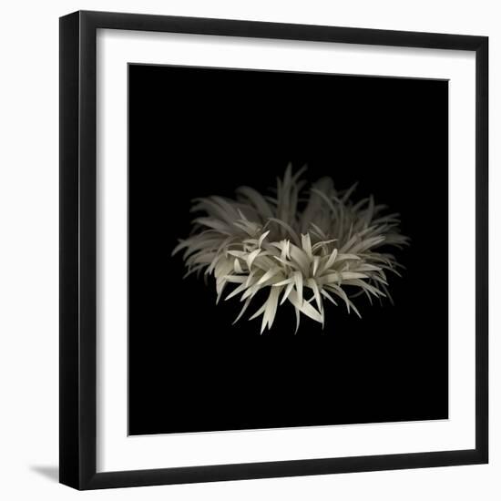 Darkness G5: Gerbera Daisy-Doris Mitsch-Framed Photographic Print