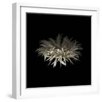 Darkness G5: Gerbera Daisy-Doris Mitsch-Framed Photographic Print