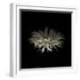 Darkness G5: Gerbera Daisy-Doris Mitsch-Framed Photographic Print