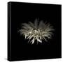 Darkness G5: Gerbera Daisy-Doris Mitsch-Framed Stretched Canvas