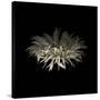 Darkness G5: Gerbera Daisy-Doris Mitsch-Stretched Canvas