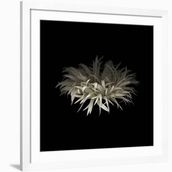 Darkness G5: Gerbera Daisy-Doris Mitsch-Framed Photographic Print