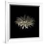 Darkness G5: Gerbera Daisy-Doris Mitsch-Framed Photographic Print